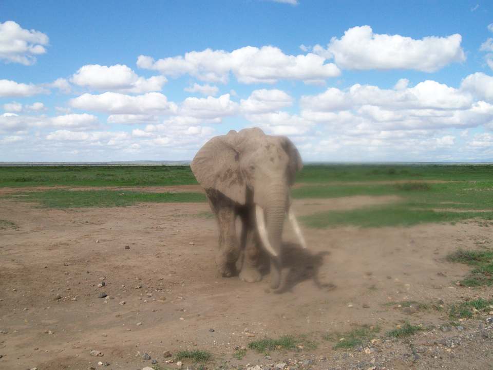 Ganz nah bitte Hotel Ndololo Safari Camp