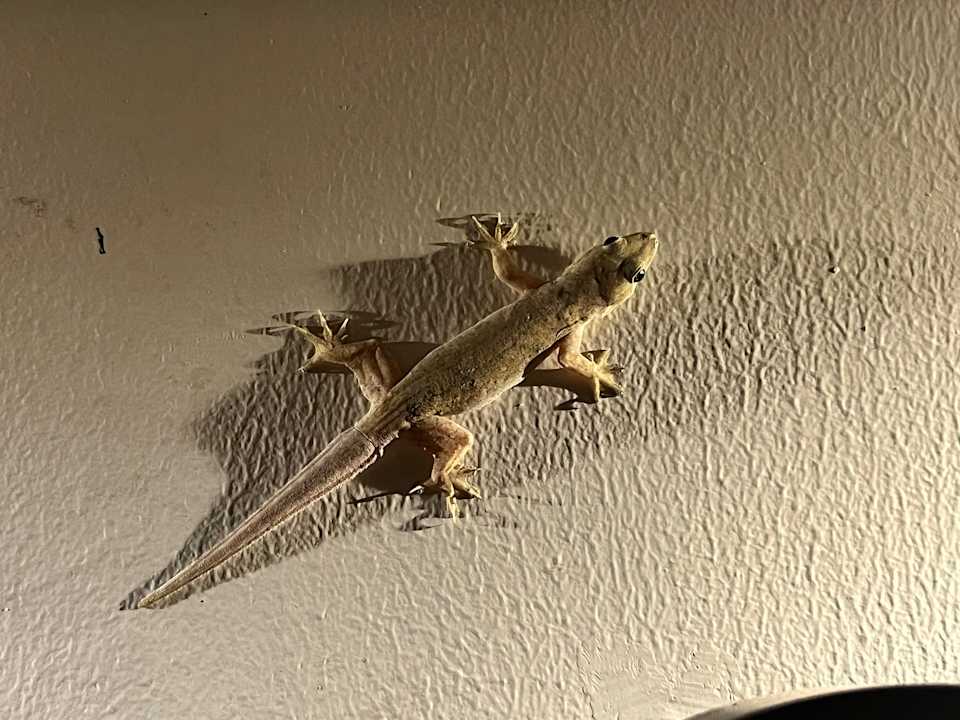 Gartenanlage Tropik Resort Lombok