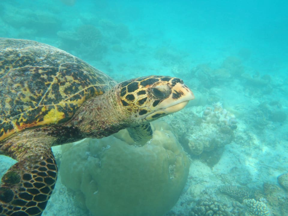 Želva Fihalhohi Maldives