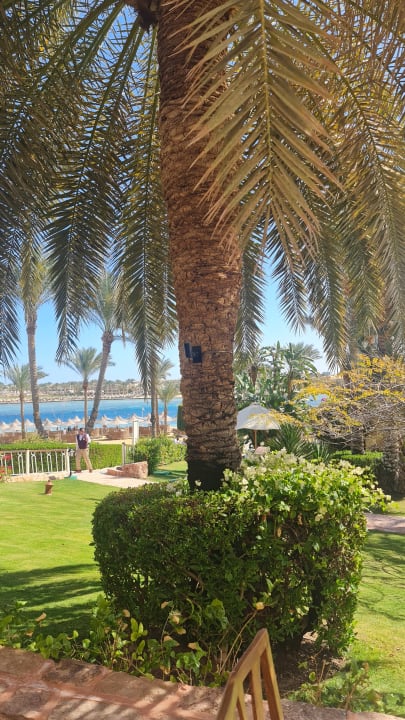 Gartenanlage Steigenberger Coraya Beach - Adults only