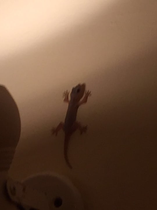 Sonstiges Jaz Solaya