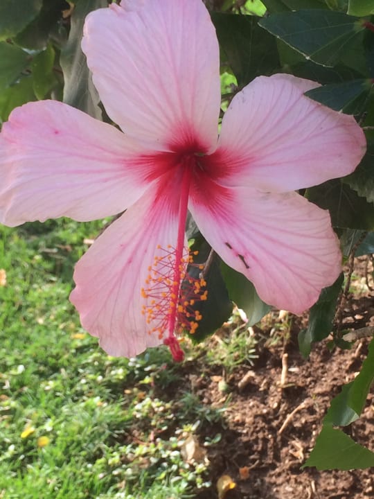 Gartenanlage Jaz Makadi Oasis Resort