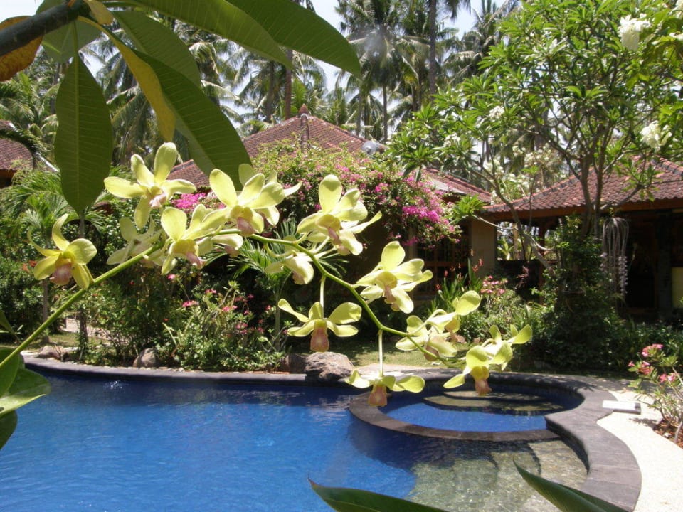 Pool umgeben von Pflanzen und Bäumen Saraswati Holiday House