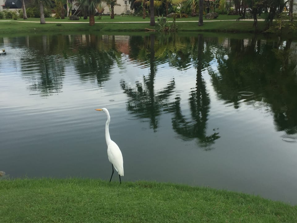 Sonstiges Villas Bavaro Resort & Spa