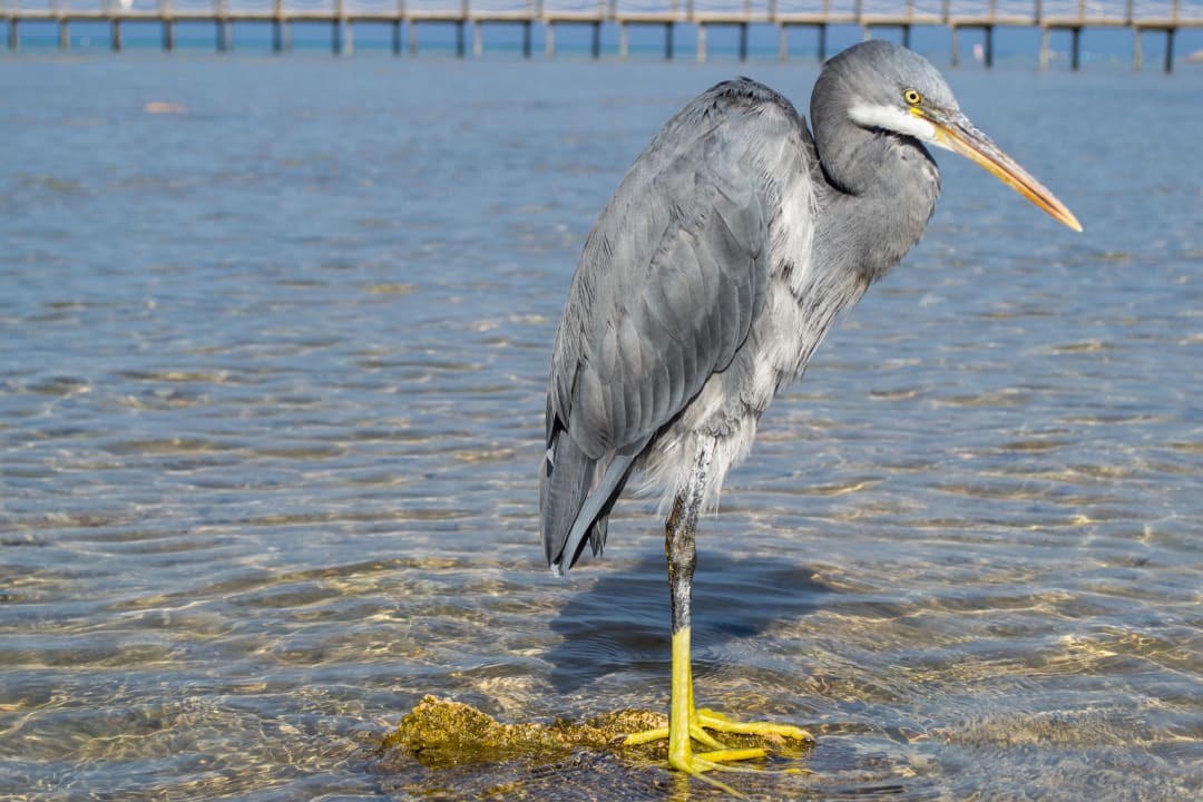 Besucher Stella Beach Resort & Spa Makadi Bay