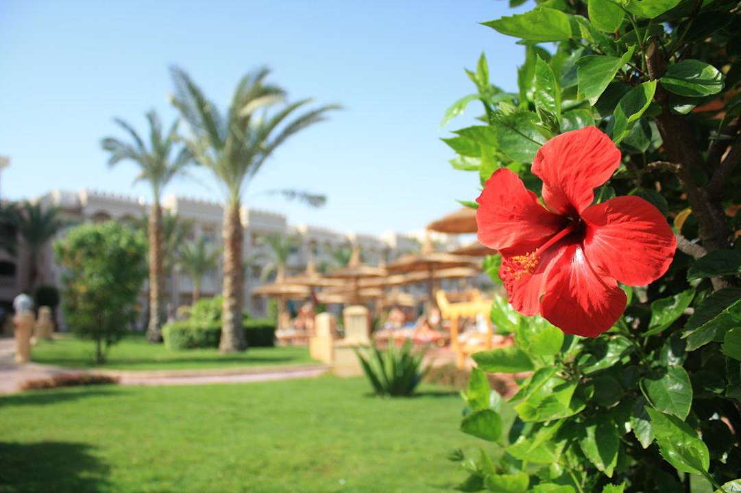 Hibiskus im Garten Pickalbatros Palace Resort