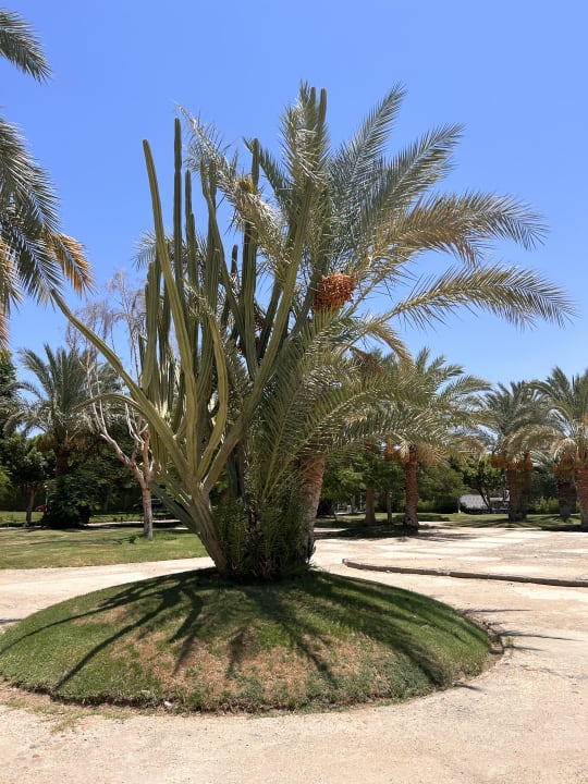 Gartenanlage Desert Rose