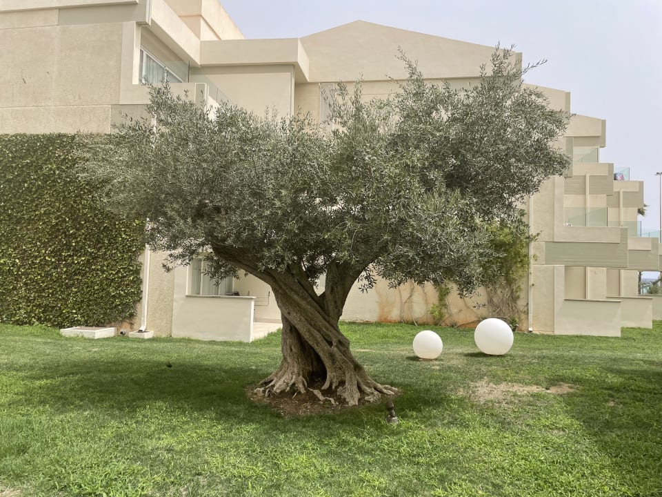 Gartenanlage Hipotels Mediterraneo Club
