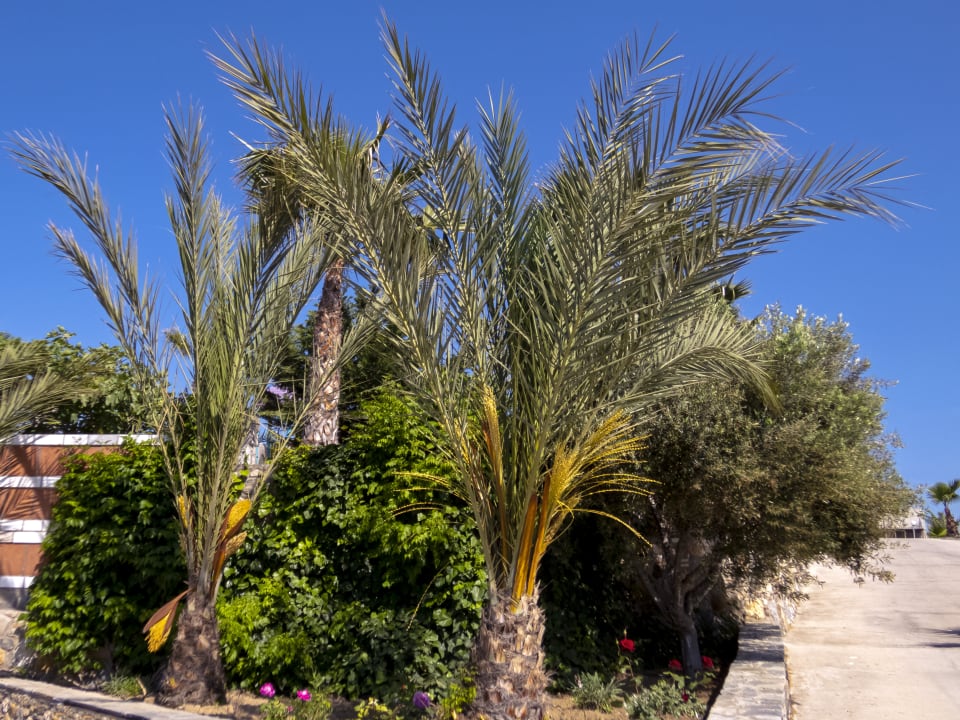 Gartenanlage Hotel Kouros Palace