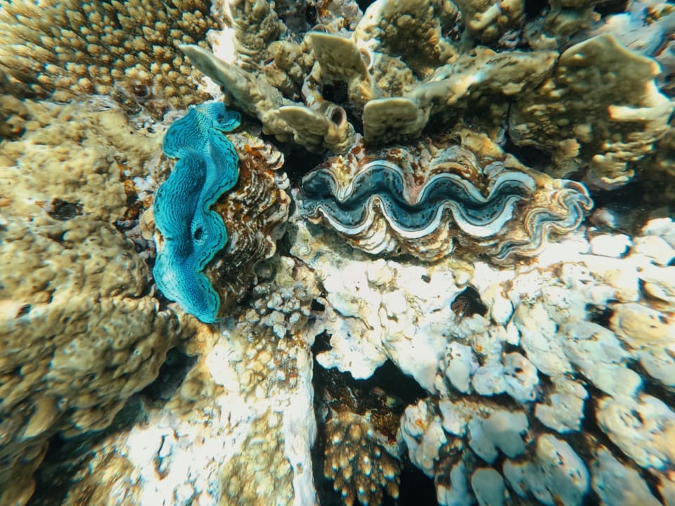 Strand Pickalbatros Citadel Resort