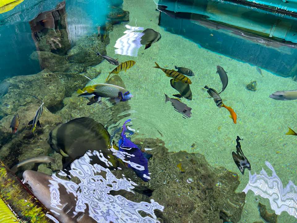 Pool Center Parcs De Kempervennen