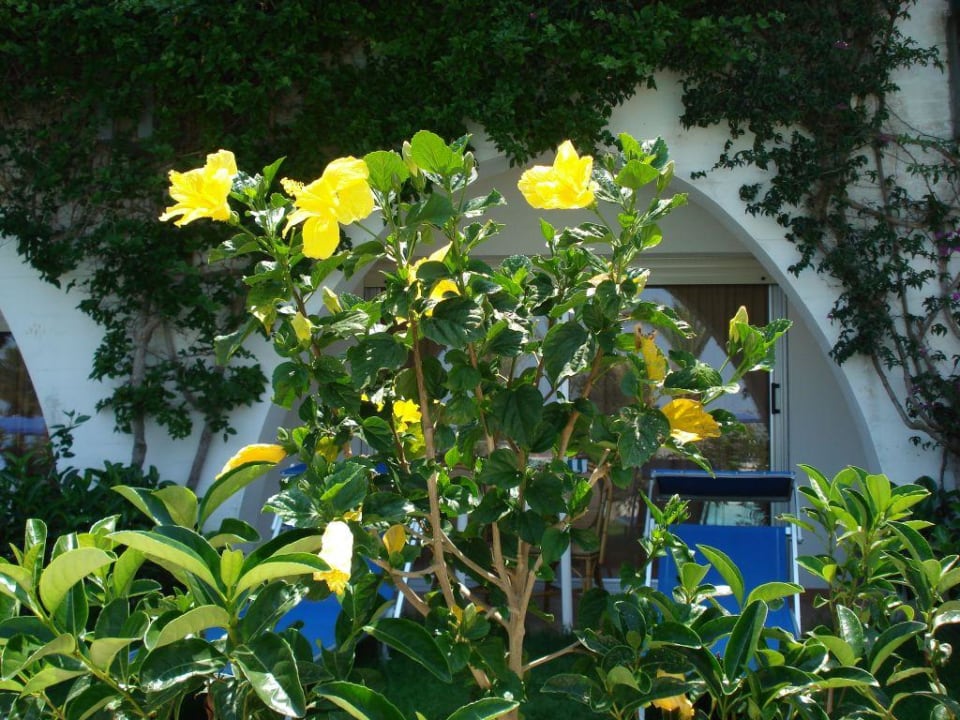 Überall ist liebevoll angelegtes Grün Aldiana Club Rocca Nettuno Calabria