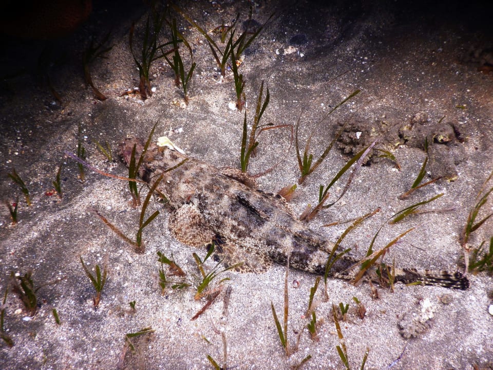 Sport & Freizeit Shams Alam Beach Resort