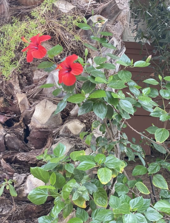 Gartenanlage Forte Village  - Bouganville