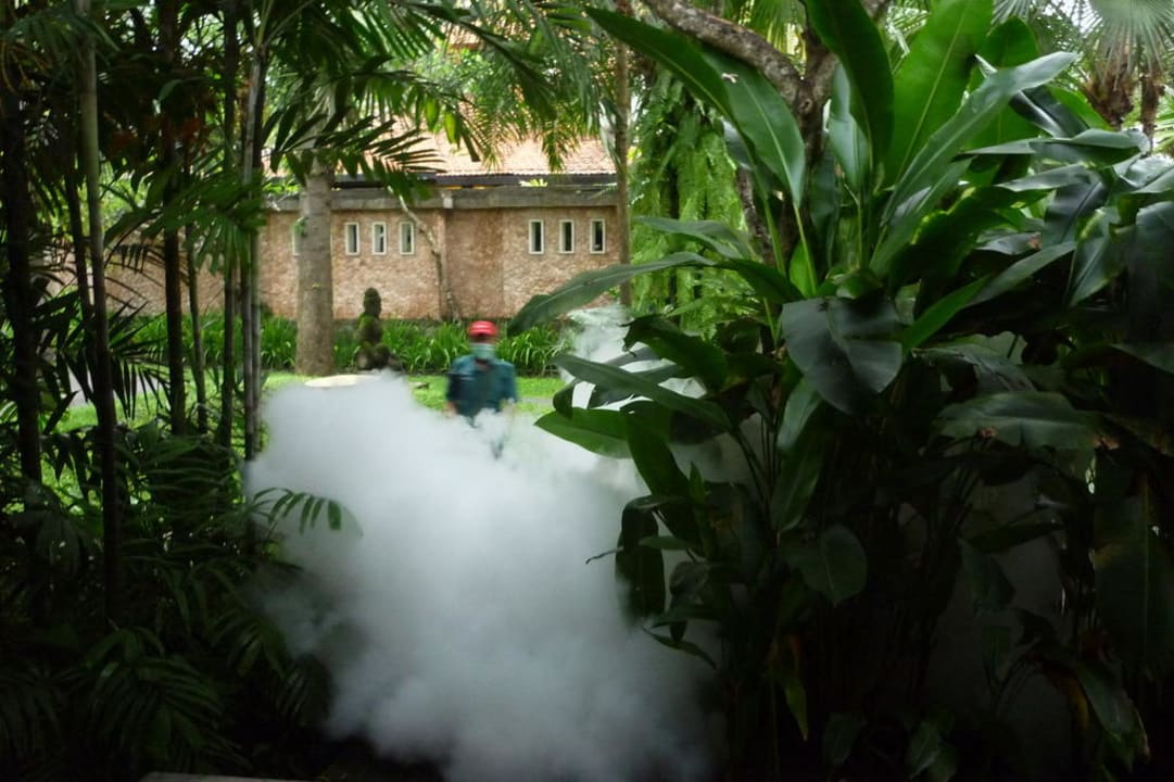 Insektenbekämpfung 3 mal wöchentlich Puri Santrian