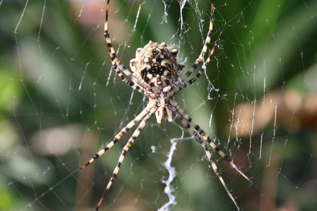 Vorsicht Spinne Hotel Kalithea Mare Palace