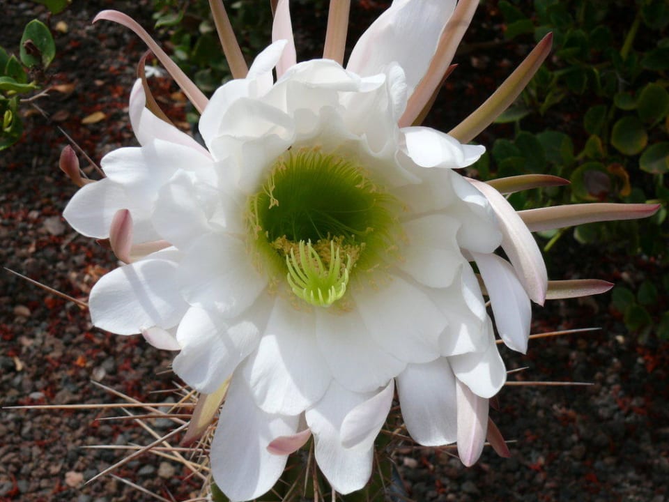 Kaktusblüte Marina Playa Suite Hotel