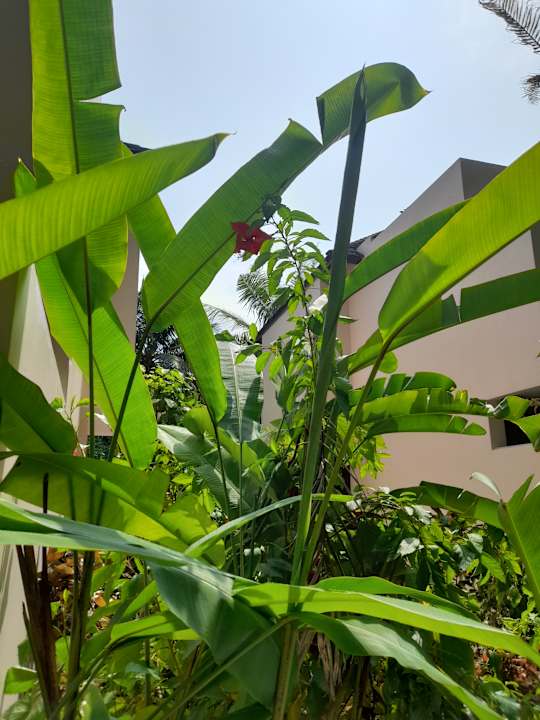 Gartenanlage Summer Island Maldives