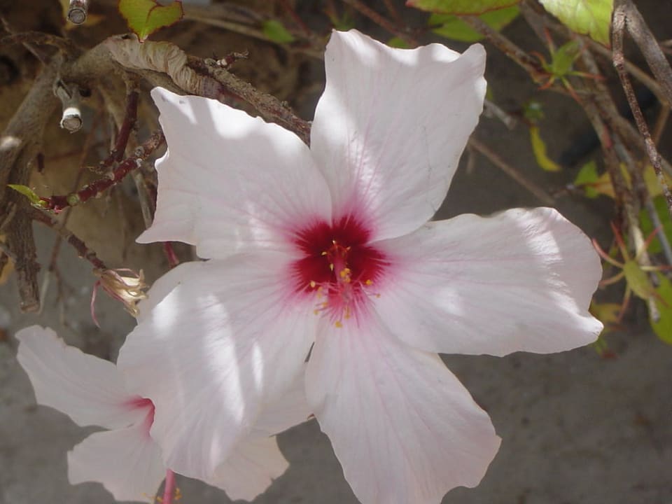 Blüte El Mouradi Club Kantaoui