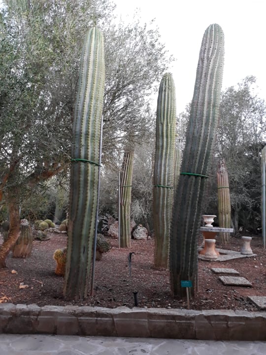 Gartenanlage Finca Hotel Rural Es Turó