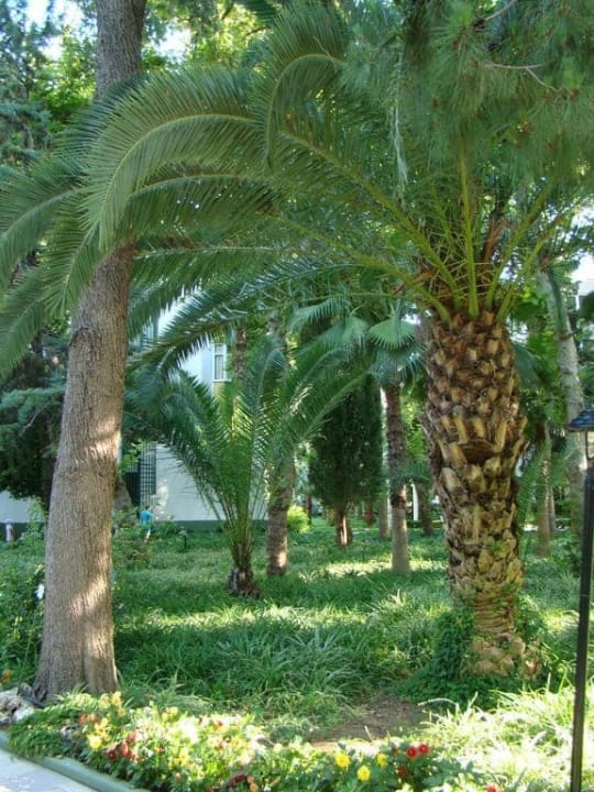 Сад Botanik Hotel & Resort