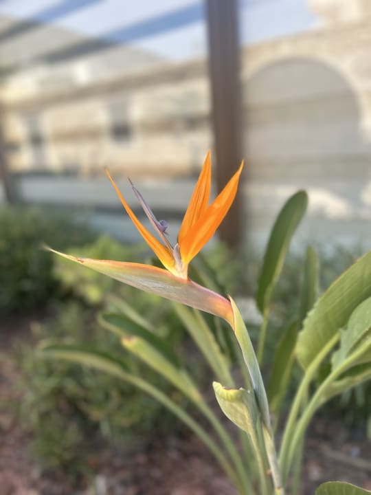 Gartenanlage Cactus Royal