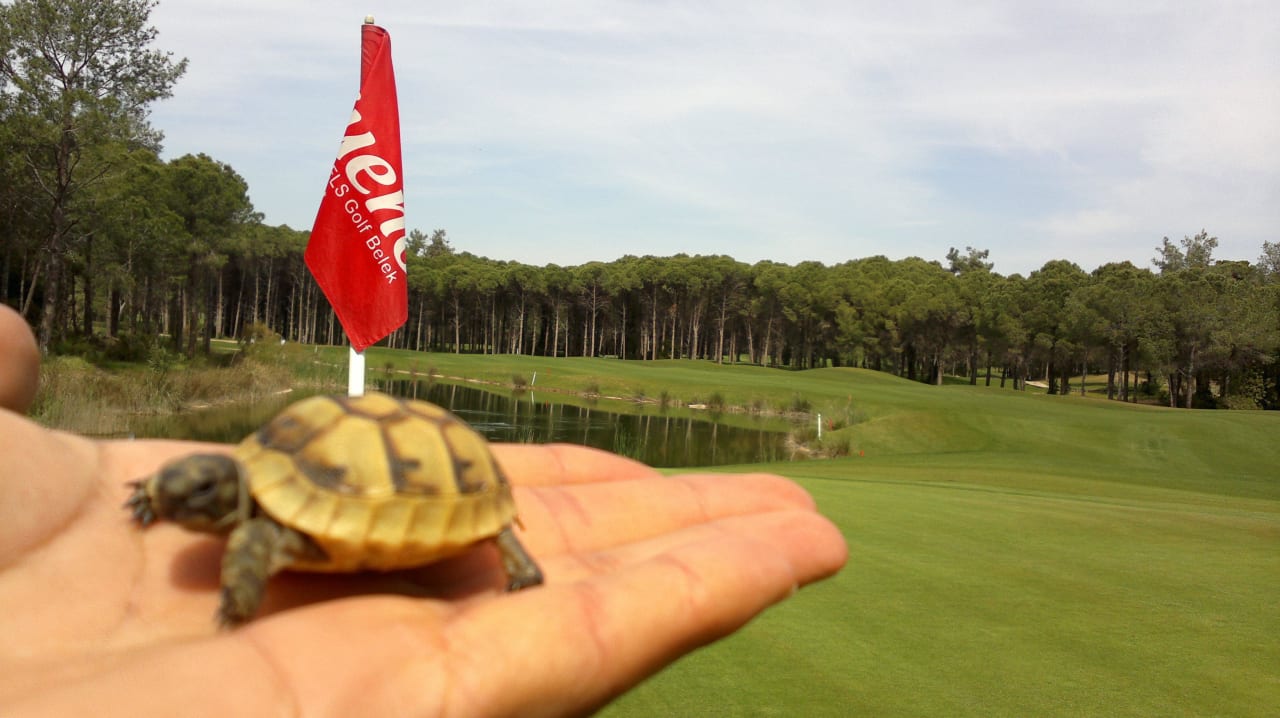 Turtle puppy Sueno Hotels Golf Belek