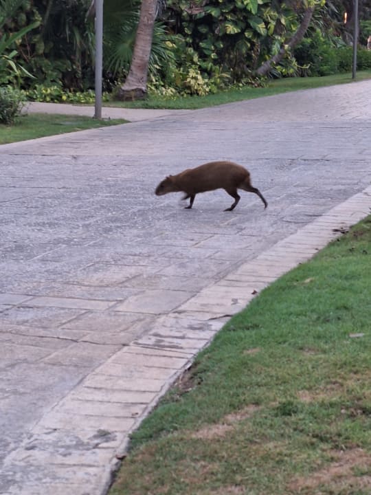 Gartenanlage Bahia Principe Grand Tulum