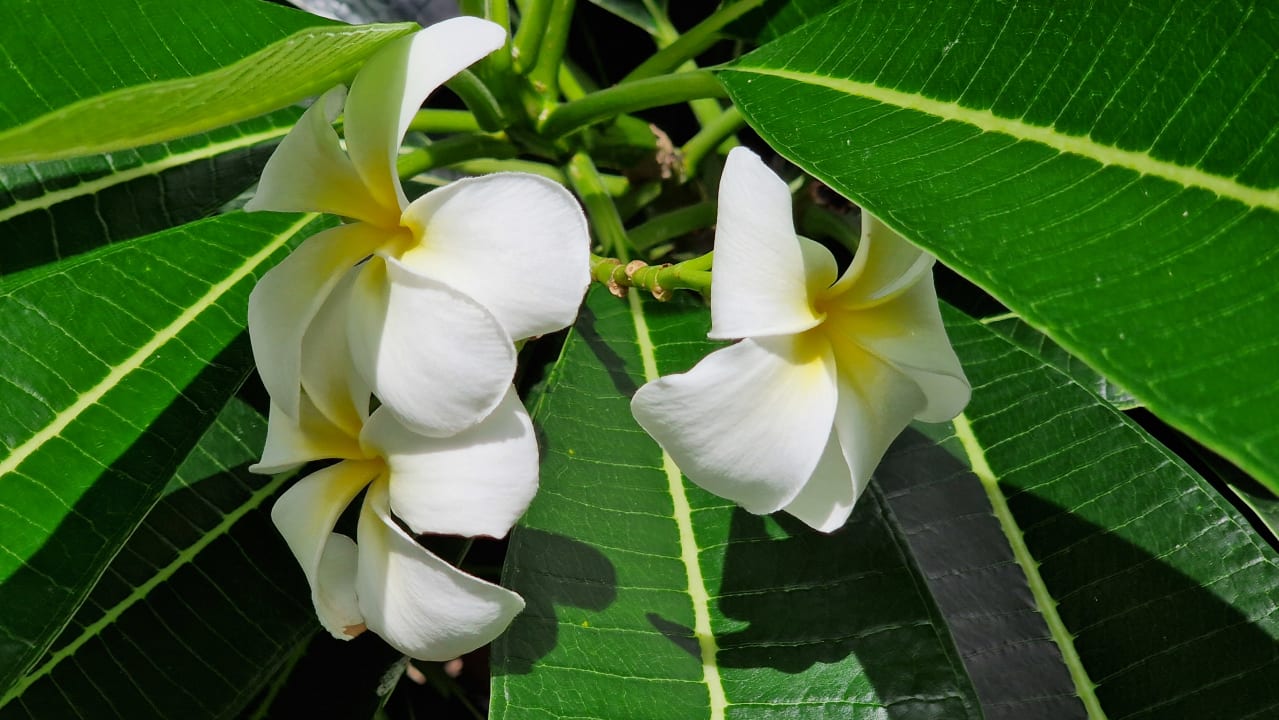 Gartenanlage Paradis Beachcomber Golf Resort & Spa