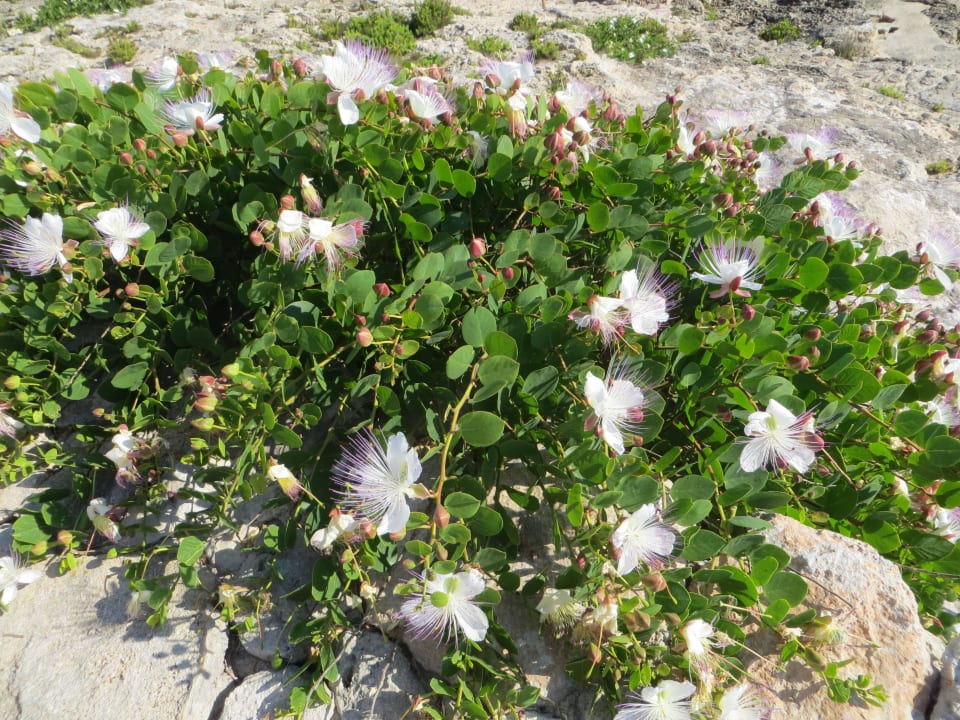 Blühende Kapern vor dem Bungalow Comino Hotel & Bungalows