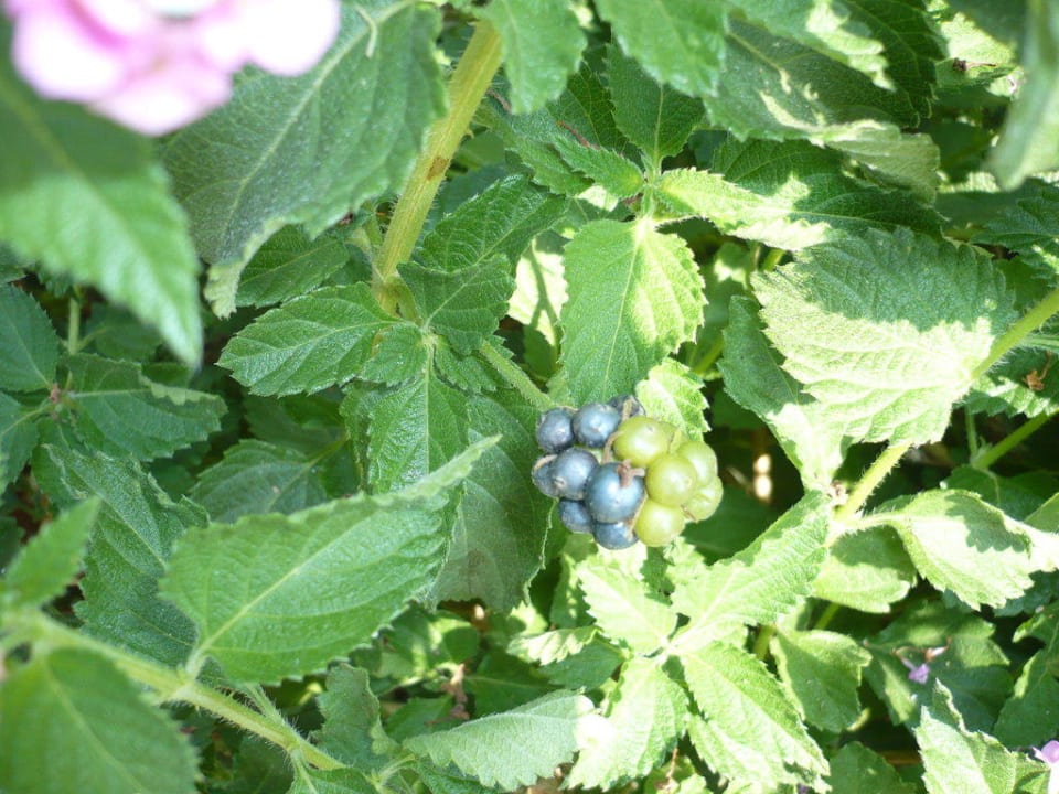 Шелковица Bella Resort & Spa