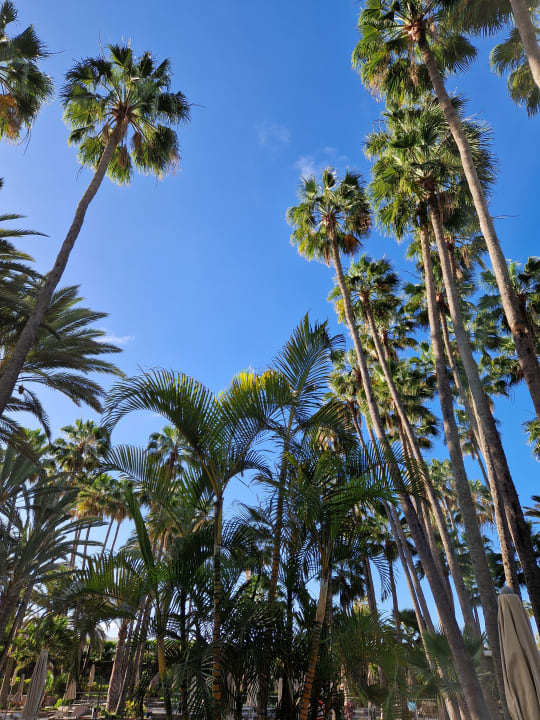 Gartenanlage Hotel Riu Palace Oasis