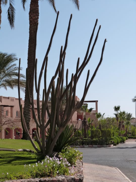 01 Jaz Makadi Oasis Resort