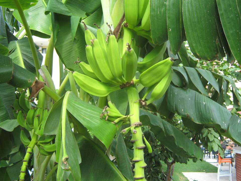 Bananen Grand Seker Hotel