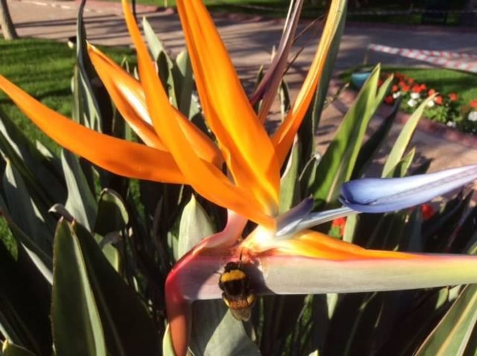 Biene am Nektar der Strelitzie Limak Limra Hotel & Resort