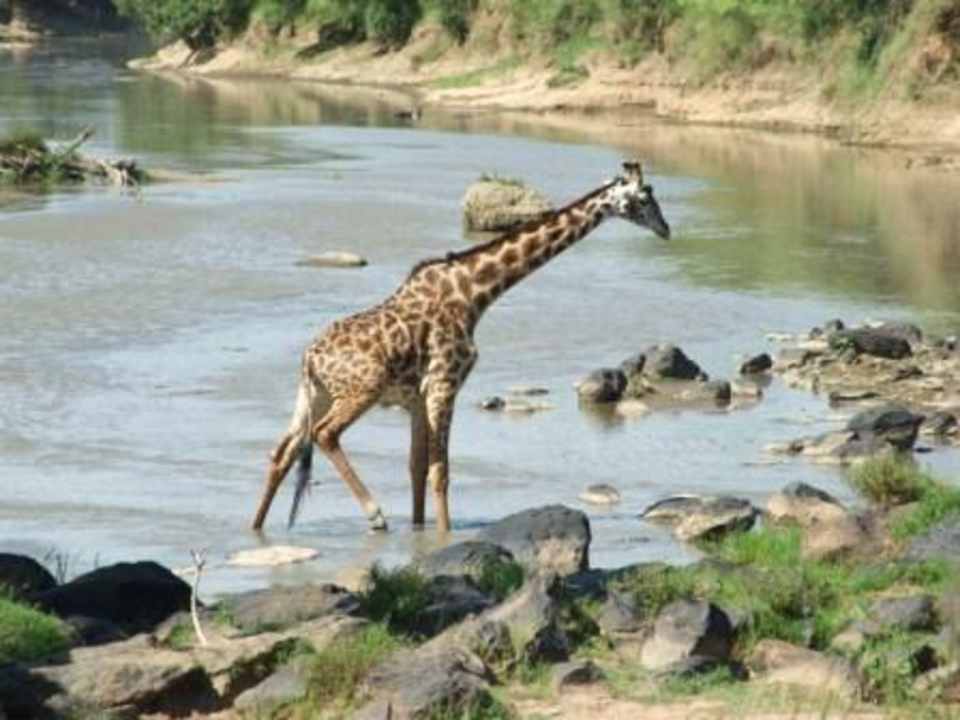 Giraffe am Mara Fluss Mara Timbo Camp