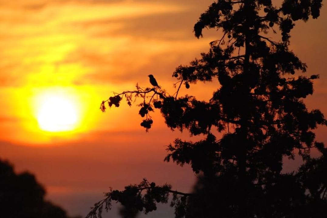 Der frühe Vogel Hotel Lemon Garden
