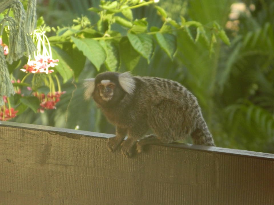 Besuch auf dem Balkon Hotel Porto Zarpa
