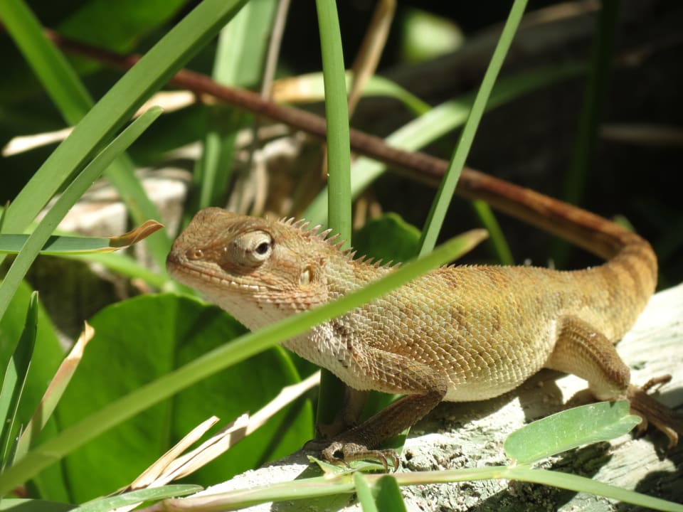 Mitbewohner Le Peninsula Bay Beach Resort & Spa