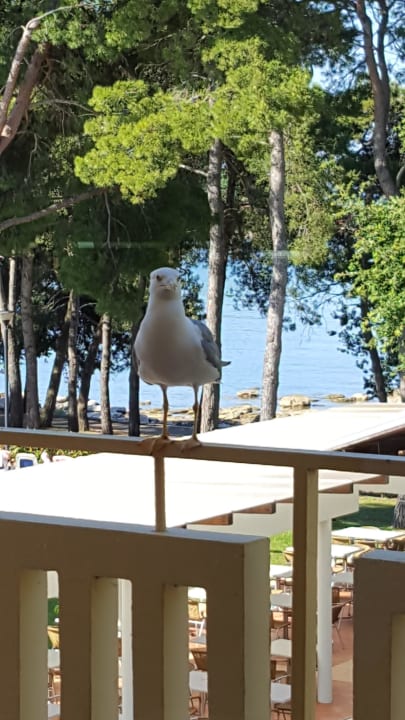 Möve die einem beim Essen zu schaut  Hotel Aurora Plava Laguna