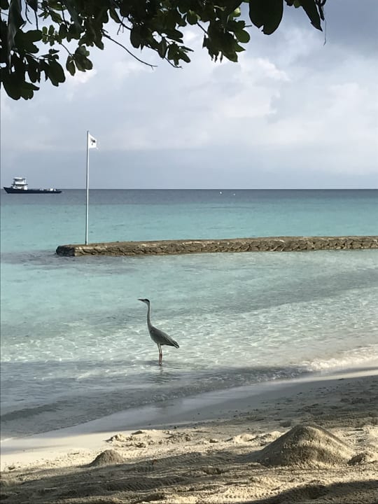 Strand Kuramathi Maldives