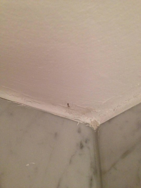 Spinne Hotel Heinz