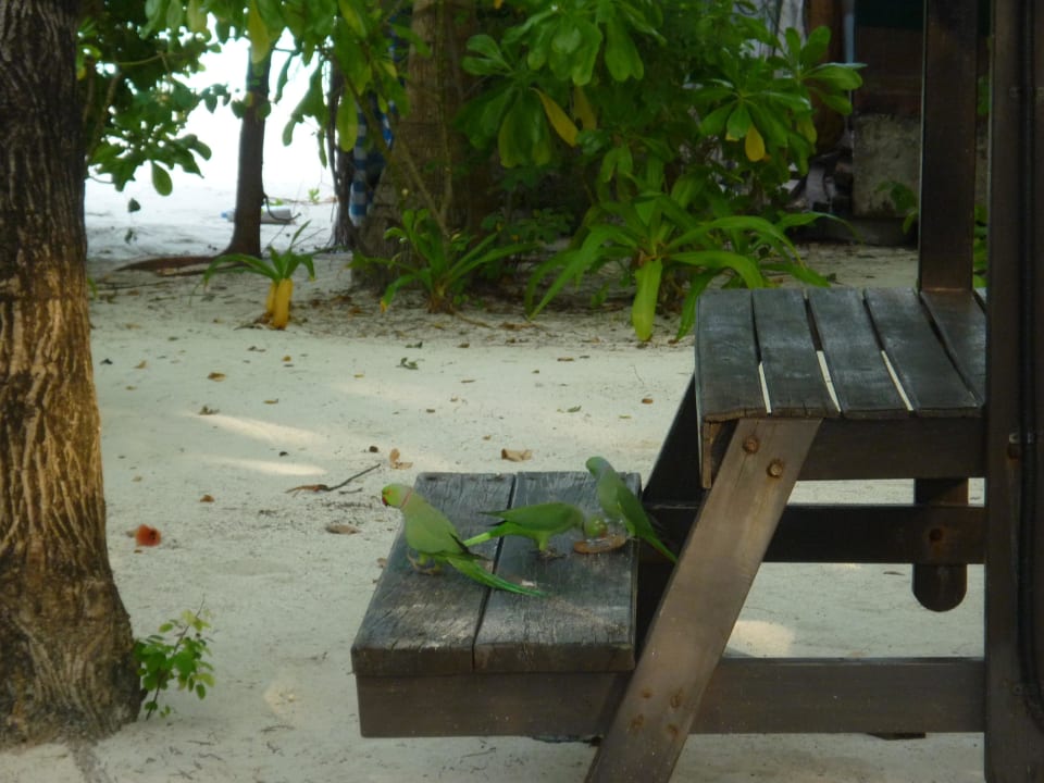 Kleine Papageien Summer Island Maldives