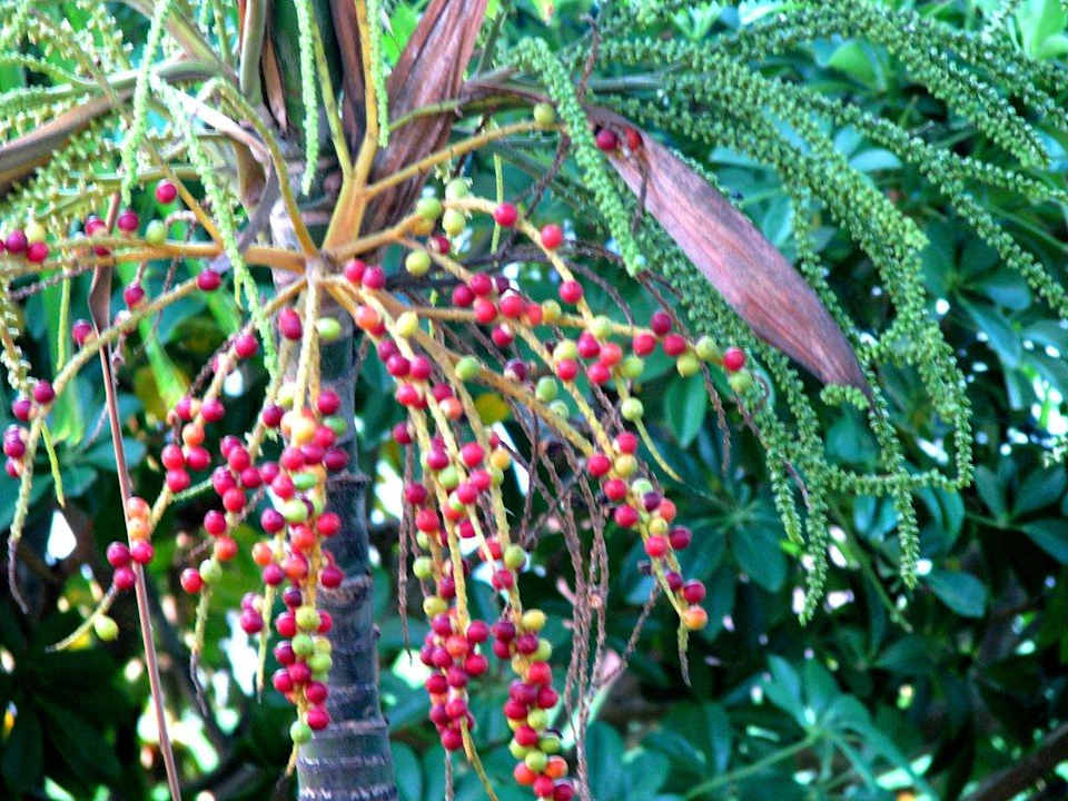 Palma Grand Palladium Select Bávaro Resort & Spa