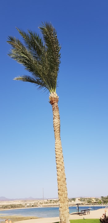 Gartenanlage Steigenberger Coraya Beach - Adults only