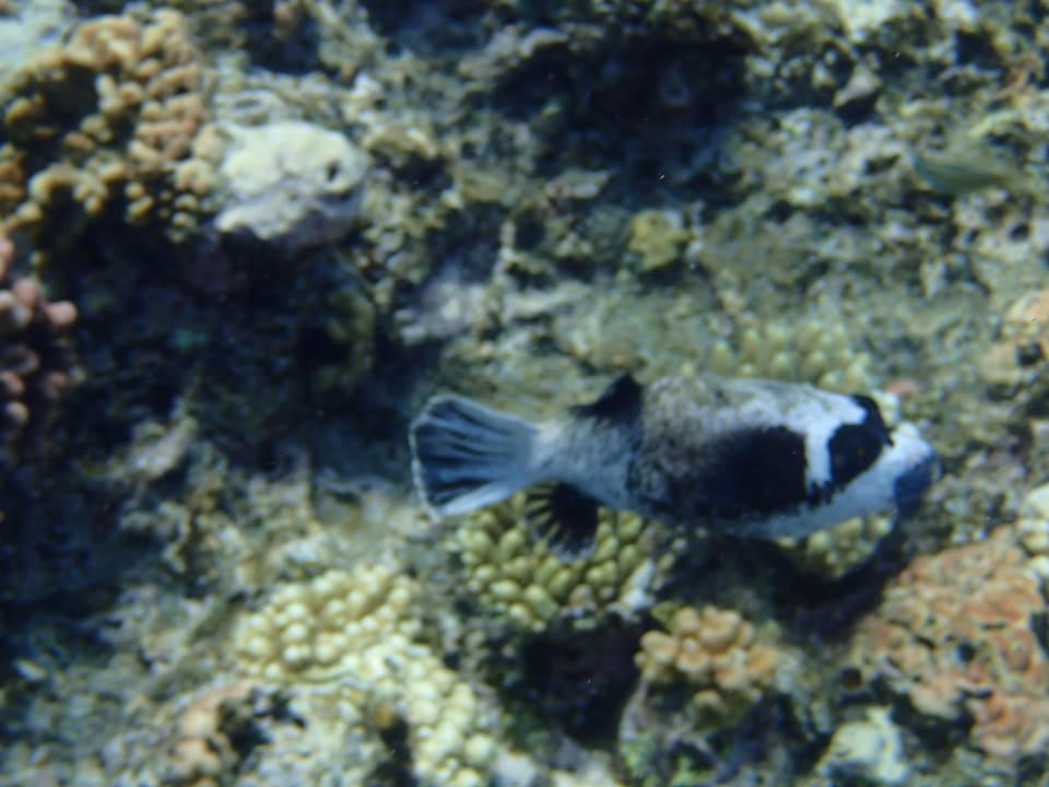 Strand Serenity Alpha Beach