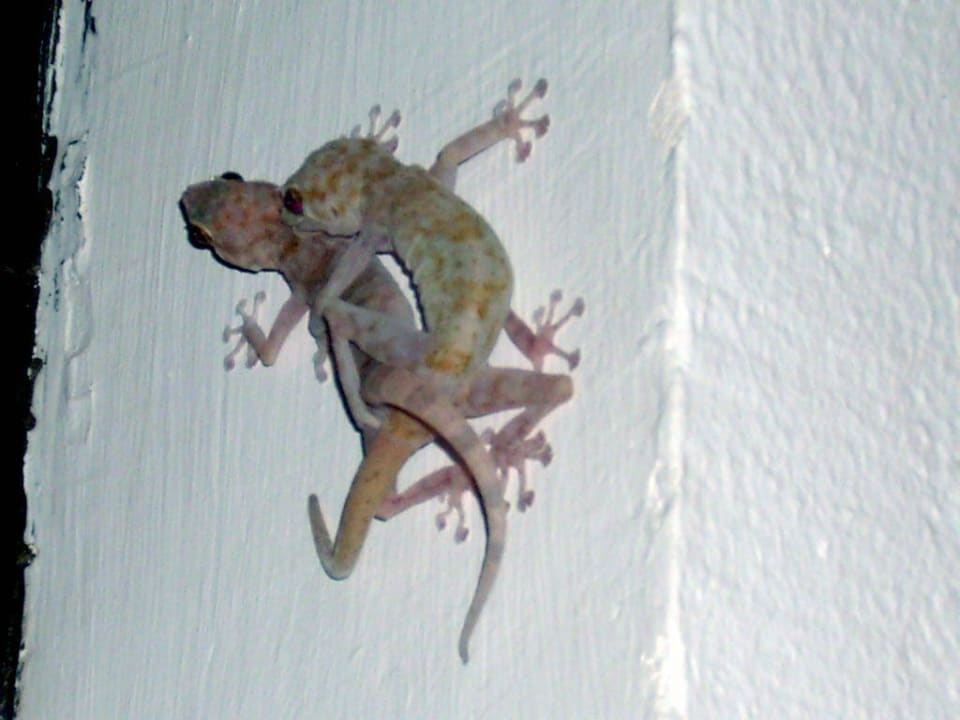 Gekko Vermehrung Lotus Bay Beach Resort