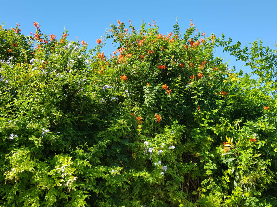 Gartenanlage The Orangers Beach Resort and Bungalows