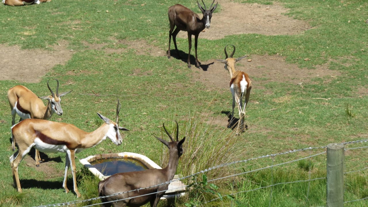 Springböcke Rothman Manor