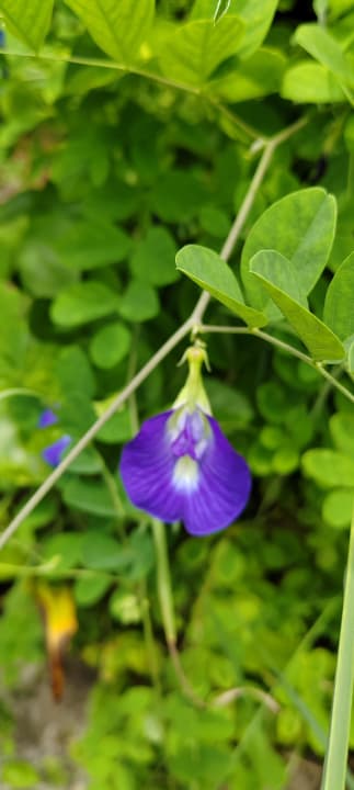 Gartenanlage Kuredu Island Resort & Spa